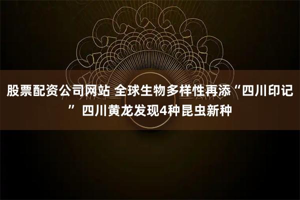 股票配资公司网站 全球生物多样性再添“四川印记” 四川黄龙发现4种昆虫新种